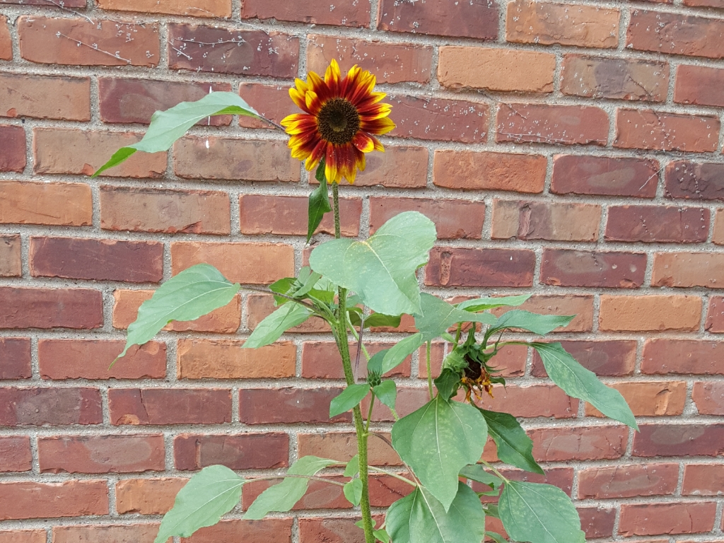 08-28-15 Sunflower